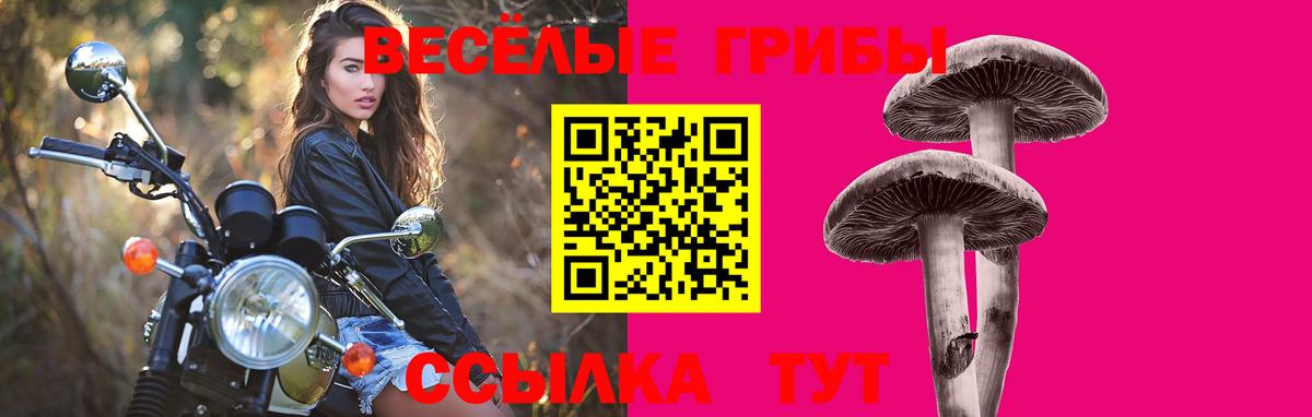 Галлюциногенные грибы Psilocybe Клинцы